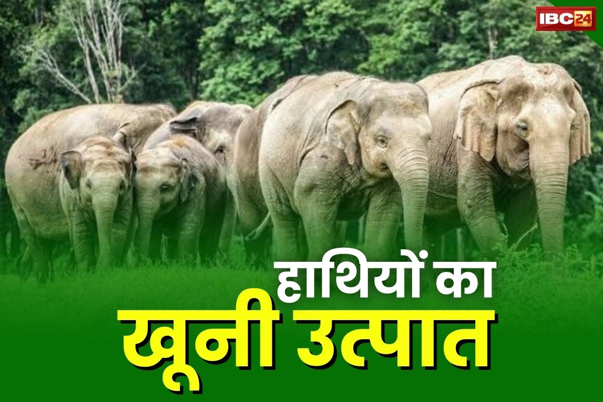 Ambikapur Latest News: पहाड़ी कोरवा को हाथियों ने कुचला.. 2 को उतारा मौत के घाट, 50 हाथी घूम रहे इलाके में