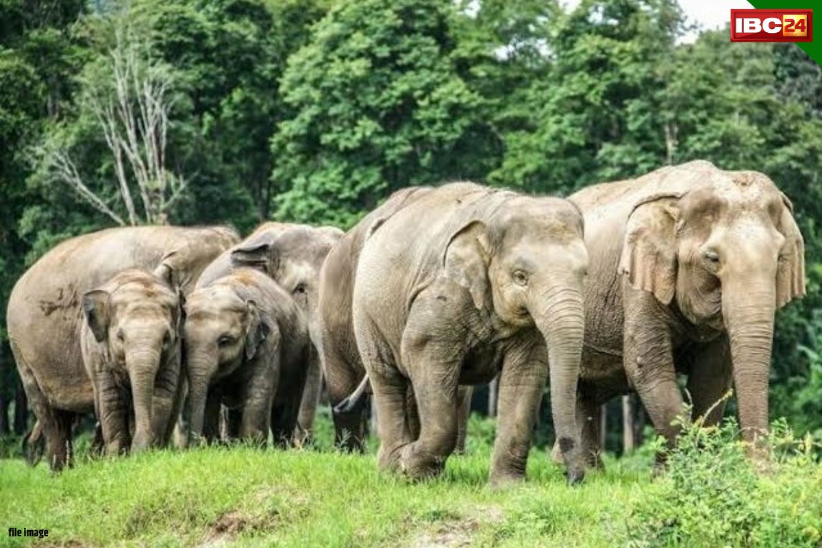Ambikapur News: झारखंड के हाथियों से गुलजार हो रहे सरगुजा के जंगल.. 33 हाथियों ने फिर किया सरहद पार, वन अमला अलर्ट