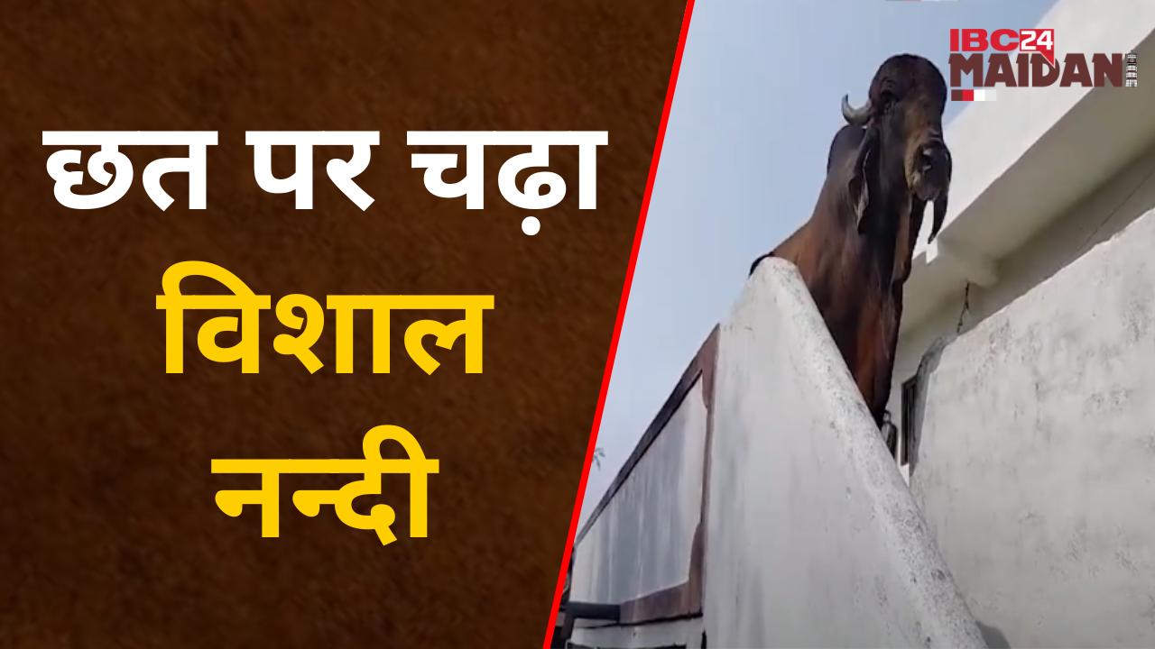 Balod:पिछले तीन दिनों से घर की छत पर चढ़ा है विशाल नन्दी, सीढ़ी से चढ़ गया लेकिन नही उतर पा रहा नीचे