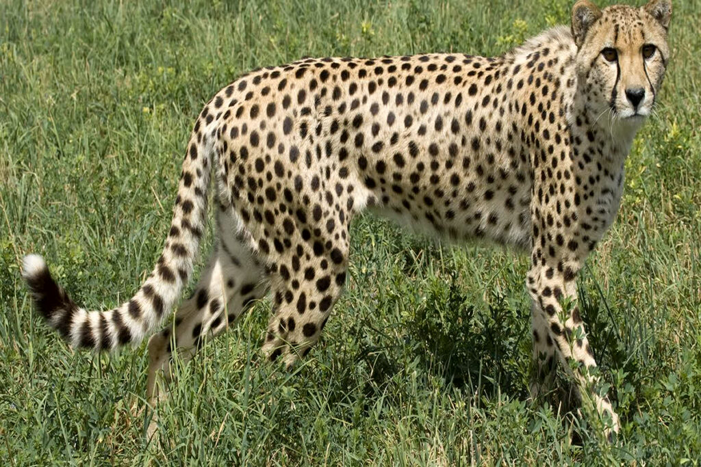 Cheetah 'Shaurya' dies in Kuno Park