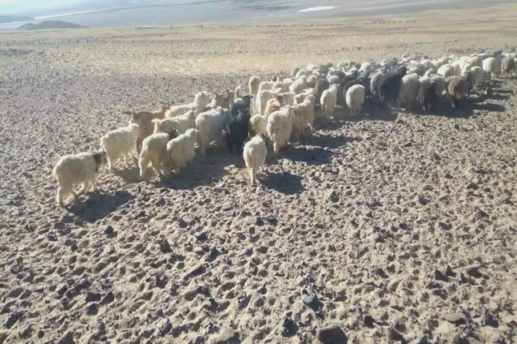 Clash Between Herdsmen and Chinese Soldiers LAC Video