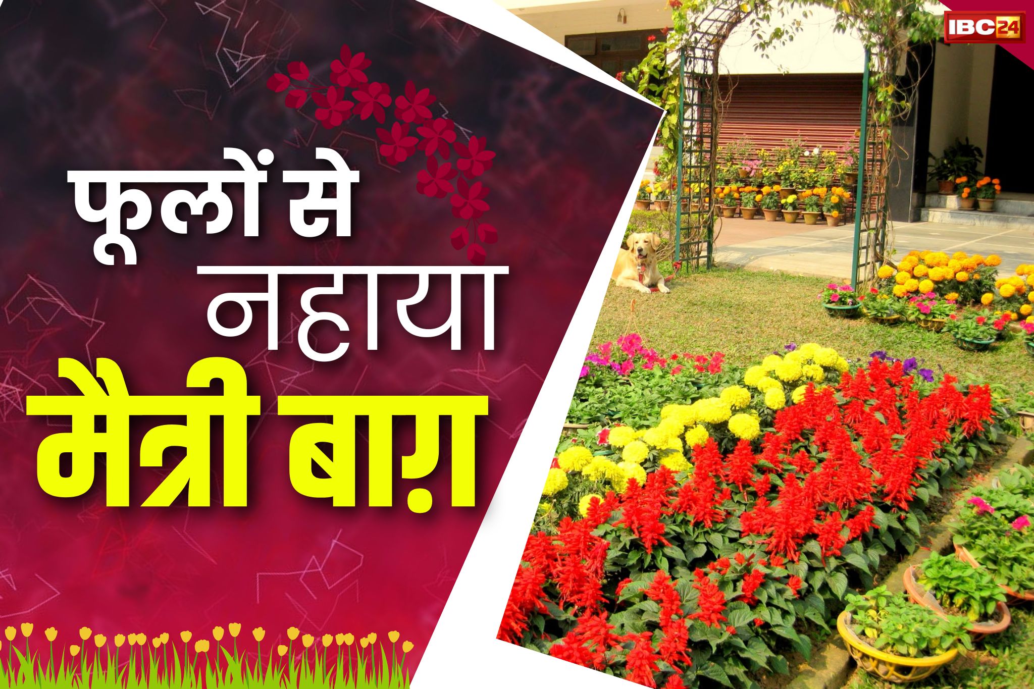 Flower Show Bhilai: रंगीन फूलों से गुलजार हुआ ‘मैत्री बाग़’.. 4 फरवरी को होने जा रहा हैं ‘फ्लावर शो’.. ये होगा मुख्य आकर्षण..