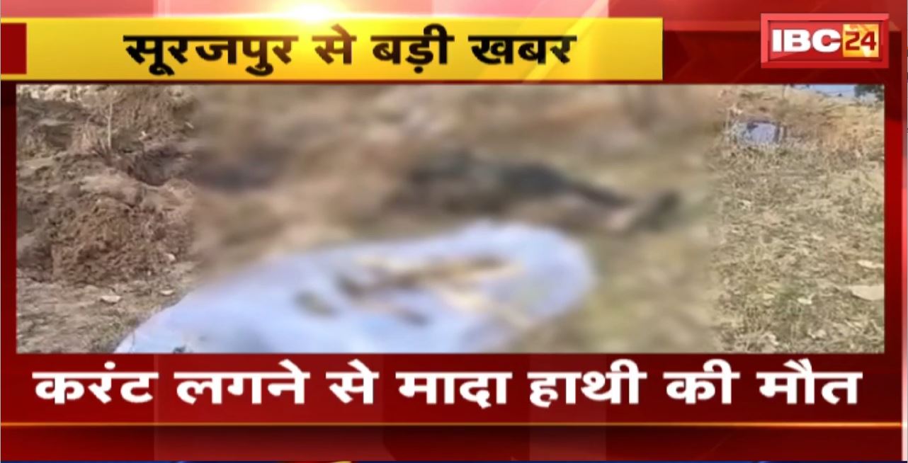 Surajpur Crime News: करंट लगने से मादा हाथी की मौत.. सबूत छिपाने हाथी को टुकड़े-टुकड़े कर दफनाया। 2 आरोपी Arrest