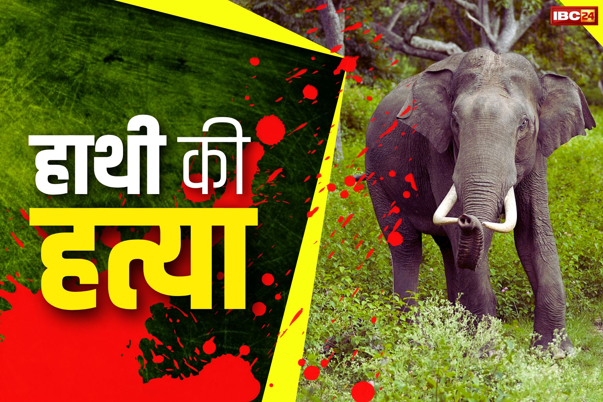 Surajpur Crime News: करंट देकर मादा हाथी की हत्या.. वारदात को छिपाने लाश को टुकड़ो में काटा फिर दफनाया, 2 अरेस्ट