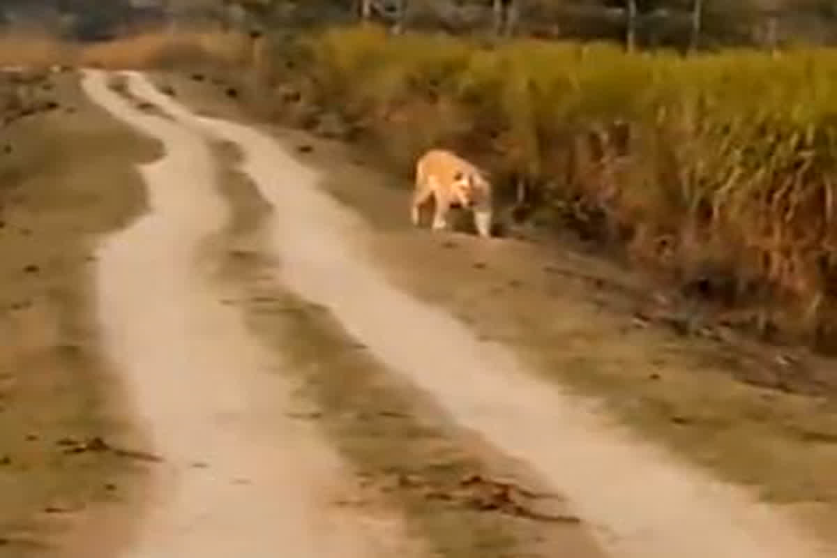 Kaziranga National Park: काजीरंगा नेशनल पार्क में दिखा दुर्लभ गोल्डन टाइगर, सामने आया वीडियो