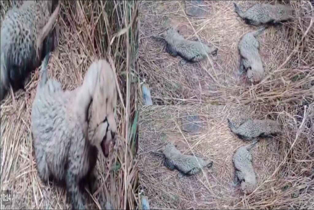 Female cheetah gives birth to three cubs in Kuno National Park