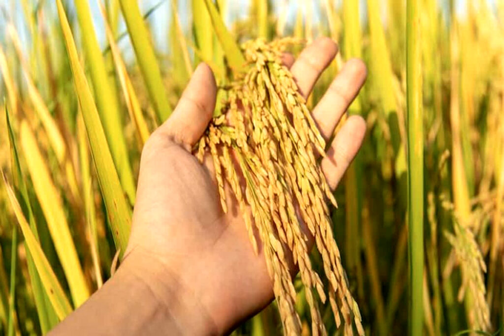 New record of paddy purchase in CG