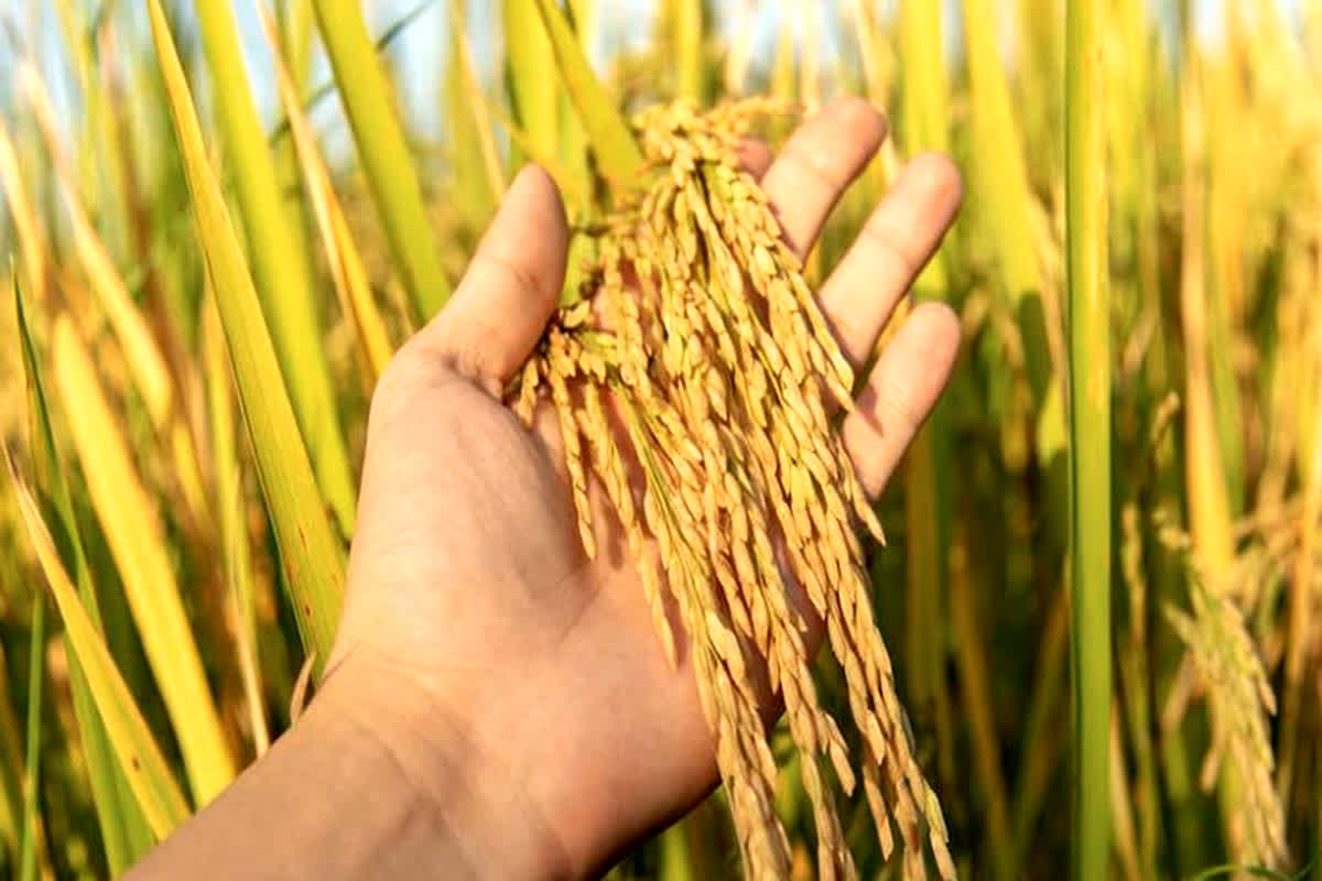 New Record of Paddy Purchase: किसानों की बल्ले बल्ले! धान खरीदी के टूटे सारे रिकॉर्ड, कस्टम मिलिंग ग्राफ भी बढ़ा