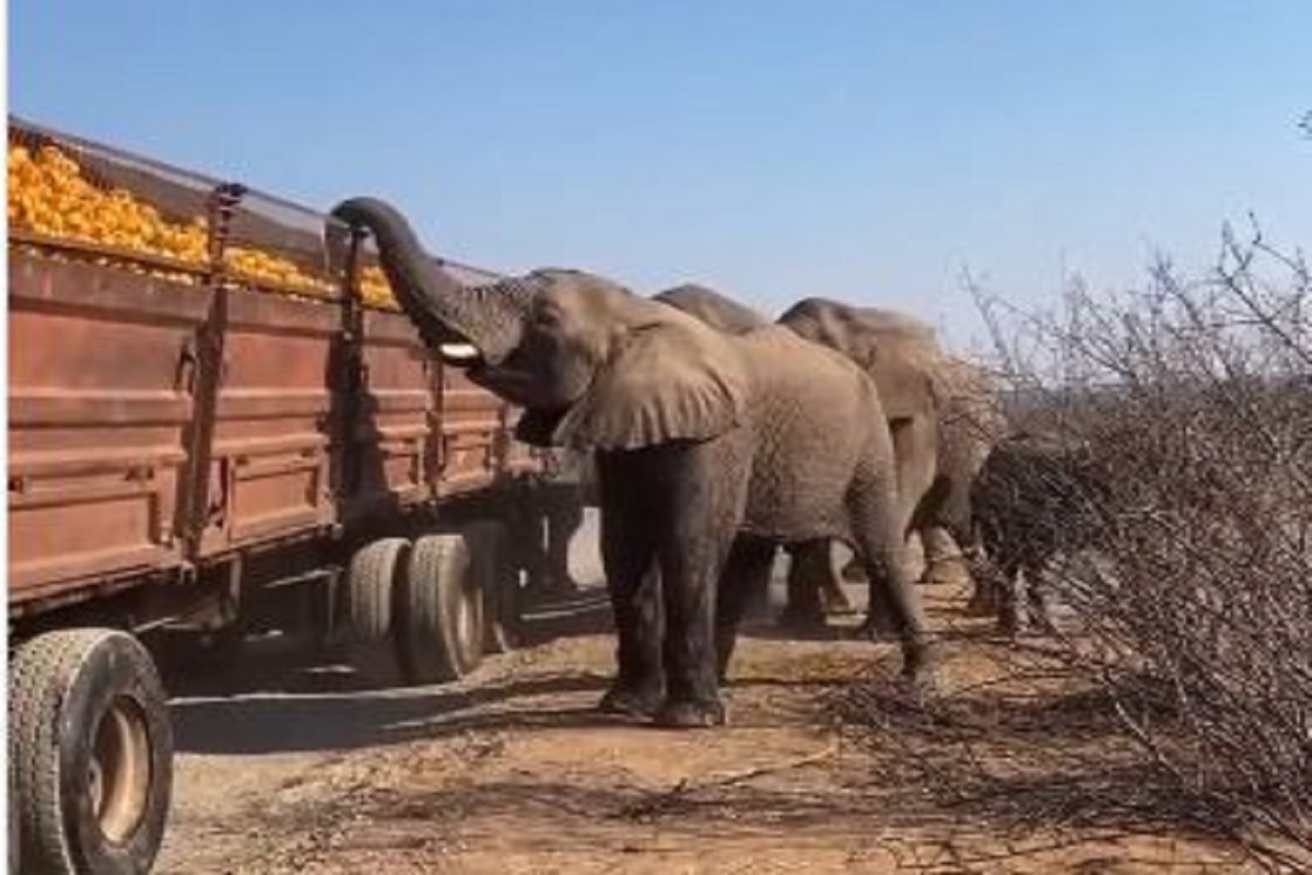 Video: सड़क पर खराब हुआ संतरों से भरा ट्रक, हाथियों ने मचाई लूट, यूजर बोले- जंगल टैक्स तो देना पड़ेगा
