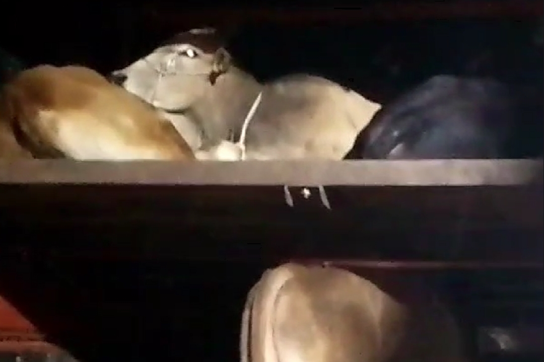 Jabalpur News : जिले में नहीं थम रहा गौ तस्करी का मामला, हाइवे पर फिर पकड़ा गया ट्रक, पुलिस ने बरामद की 40 गायें..