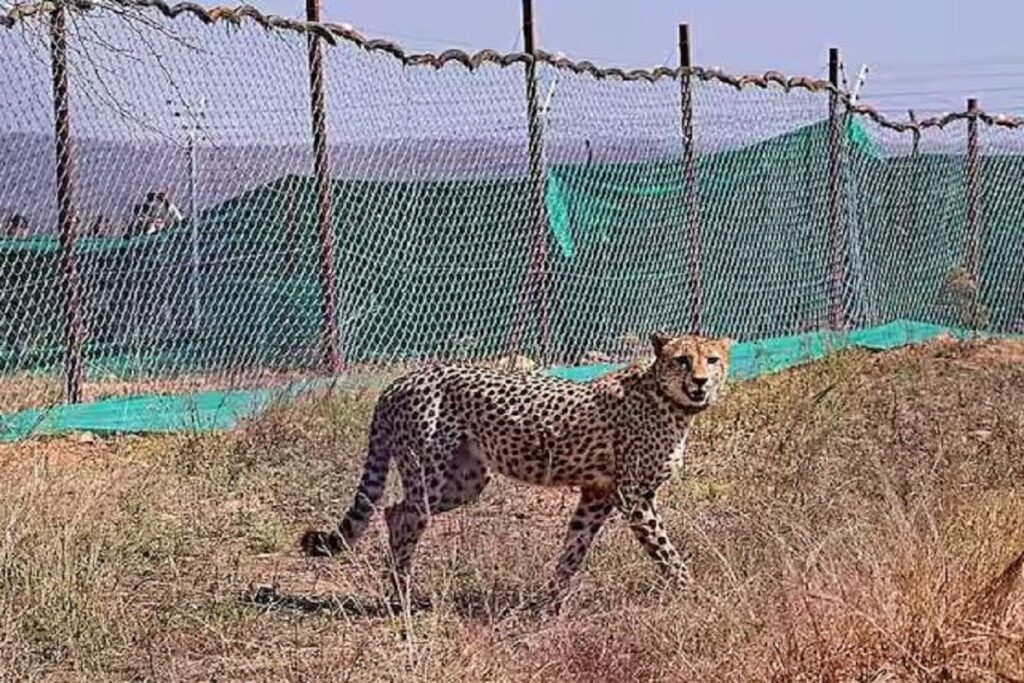 kuno national park cheetah :