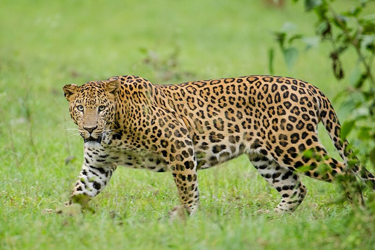 leopard hunted cow video viral