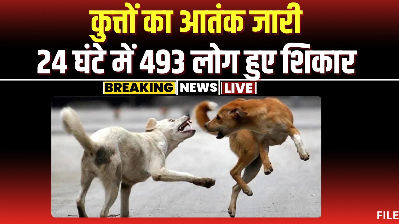 Dog Bite in Gwalior: ग्वालियर में कुत्तों का आतंक। 24 घंटे में 493 लोग हुए डॉग बाइट के शिकार। देखिए