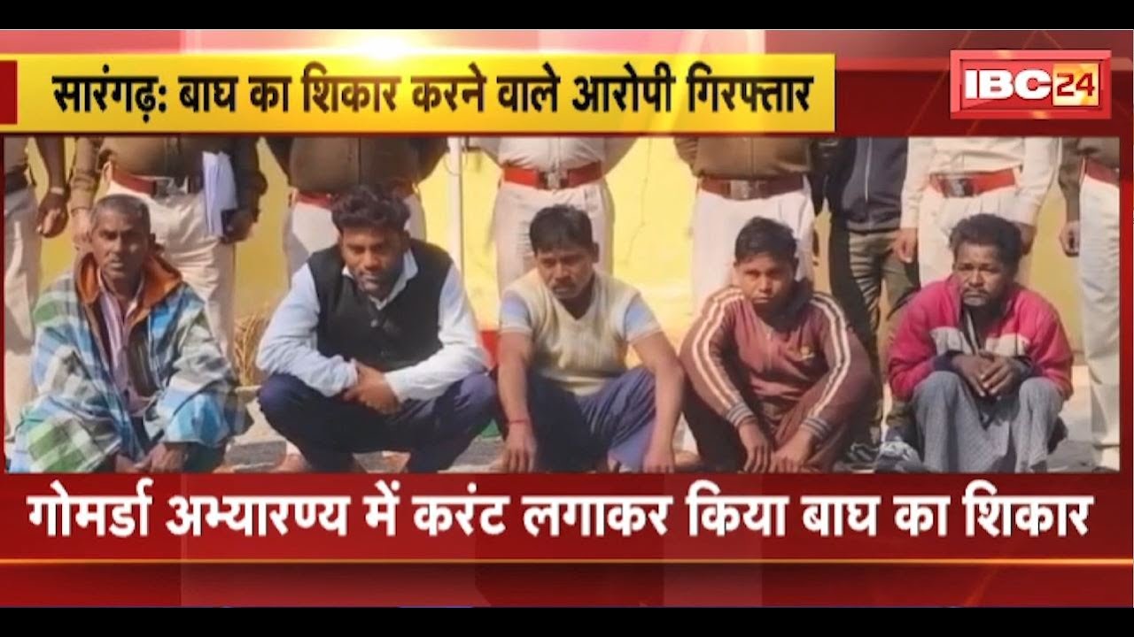 Sarangarh : बाघ का शिकार करने वाले आरोपी Arrest। गोमर्डा अभ्यारण में करंट लगाकर किया था बाघ का शिकार
