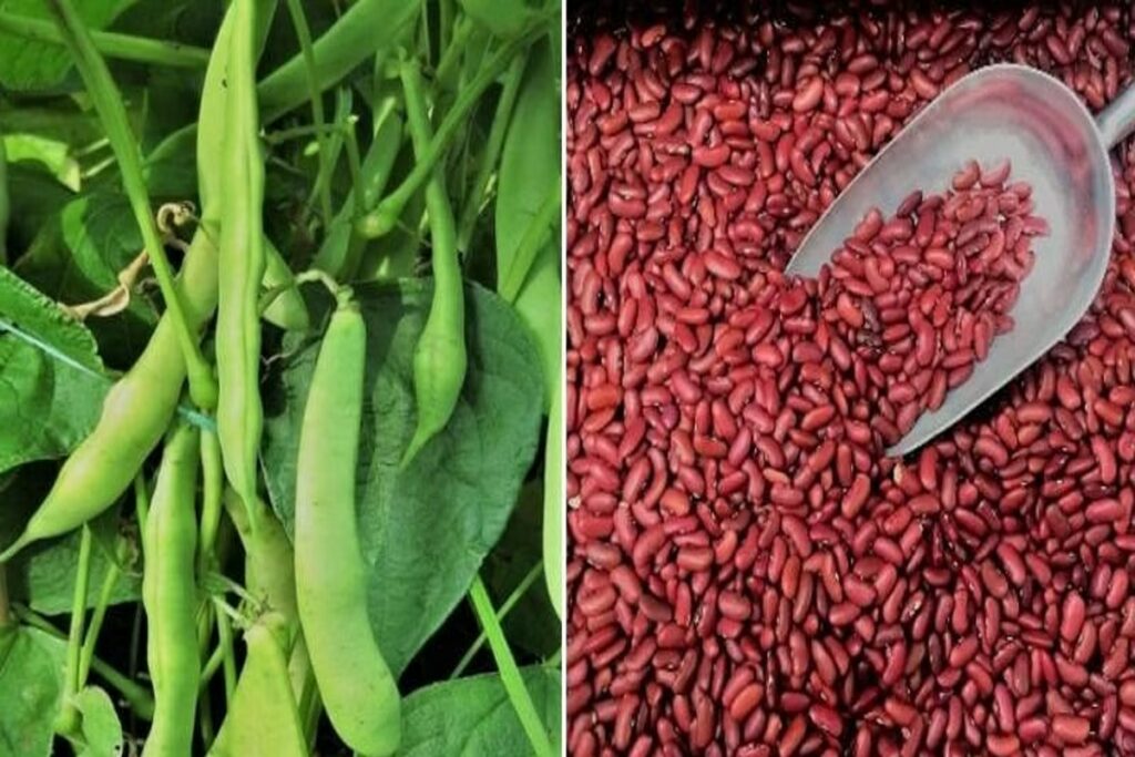 Rajma cultivation for the first time in Jabalpur