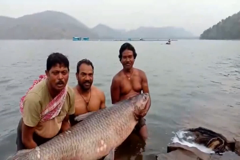 80 kg Fish Found in Saroda Dam