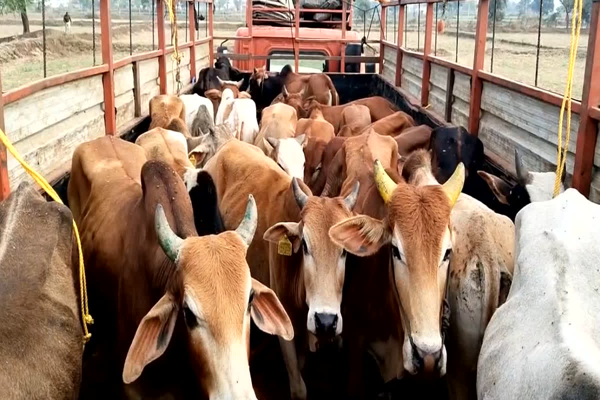 Gaay ki Taskari: गोवंश भरकर ले जा रहे ट्रक को ग्रामीण और गोरक्षकों की मदद से पुलिस ने पकड़ा, 32 गायों को कराया मुक्त