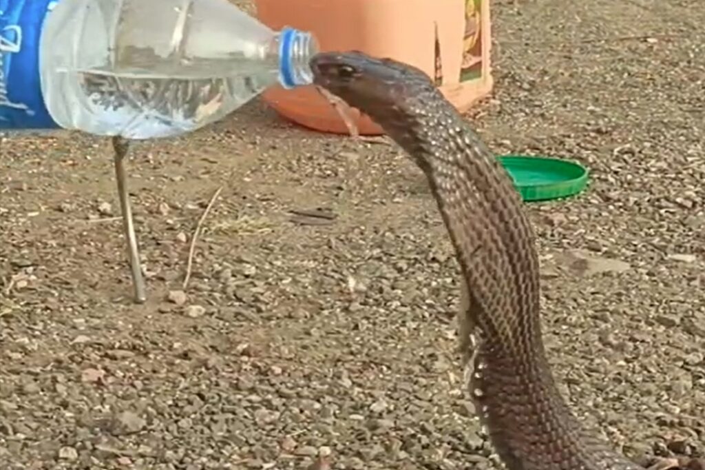 Cobra Snake Drinking water Video Viral