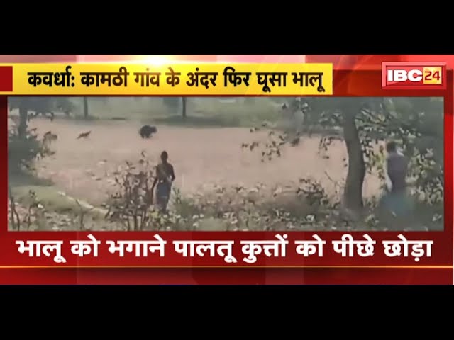 Kawardha News: कामठी गांव के अंदर फिर घुसा भालू। भालू को भगाने ग्रामीणों ने छोड़े पालतू कुत्ते
