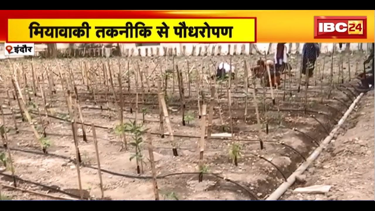 Miyawaki Method : मियावाकी तकनीकि से पौधारोपण। CGSITS में रुपांतर सोसाइट ने की शुरुआत