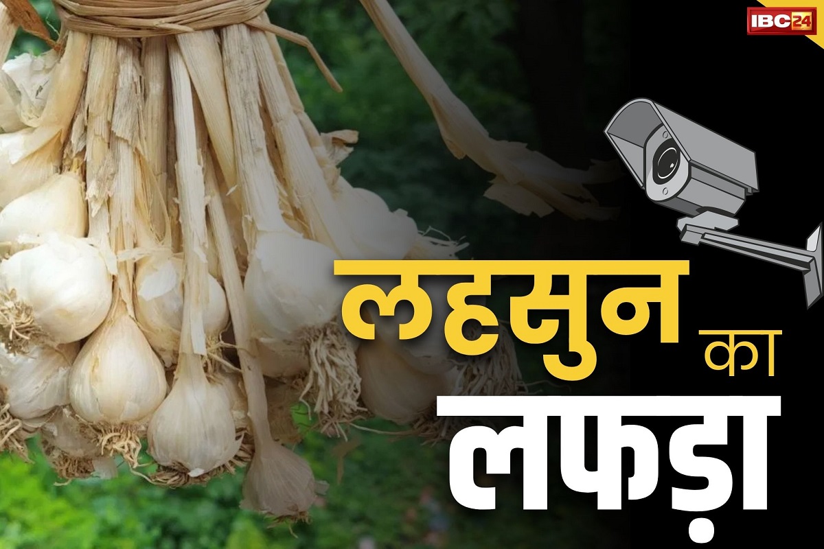 Garlic Price News: लहसुन की चोरी.. खेत में लगवाएं CCTV कैमरे.. 25 लाख किया था खर्च अब हो रहा 1 करोड़ से ज्यादा का फायदा..