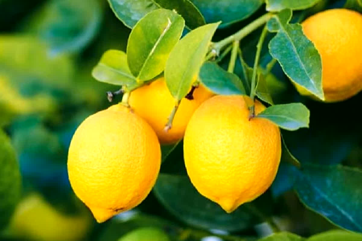 Lemon sold for Rs 1.5 lakh: OMG… डेढ़ लाख में बिका 1 नींबू, दिलचस्प है इसके पीछे की कहानी