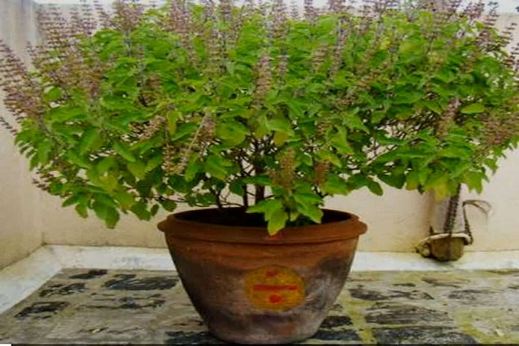 Tulsi Plant Care