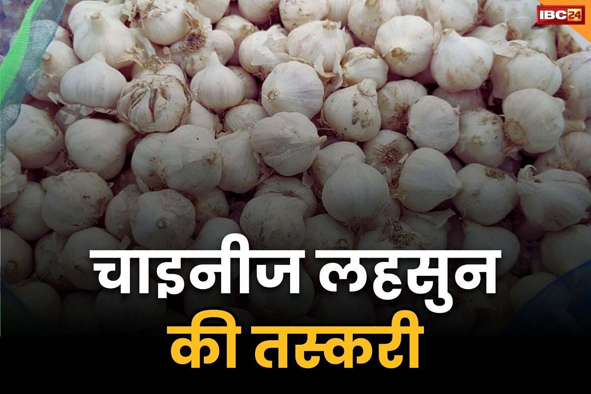Chinese Lahsun News: हे राम.. यहां जब्त हुआ 64 हजार किलो चाइनीज लहसुन.. इसमें ‘एम्बेलिसिया एली’ नाम का फंगस, जानें क्या है नुकसान