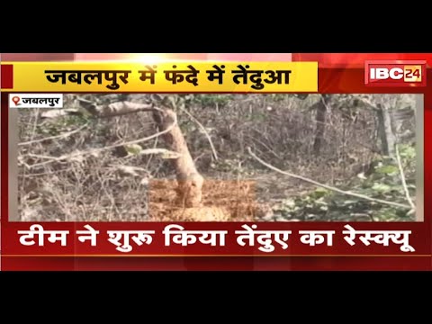 Jabalpur News: खेत की बाड़ी में लगे फंदे में फंसा तेंदुआ |टीम ने शुरु किया तेंदुए का रेस्क्यू | देखिए