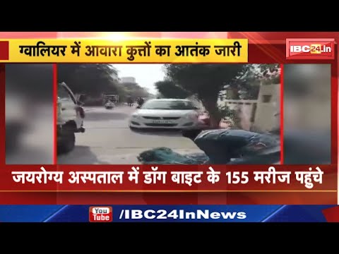 Gwalior Dog Bite Case : कुत्तों का आतंक | 24 घंटे में 448 लोगों पर हमला