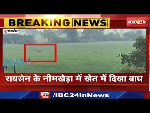 Raisen : हरे-भरे खेत में छलागं लगाते नजर आया बाघ | ग्रामीणों ने कैमरे में किया कैद…देखिए Video