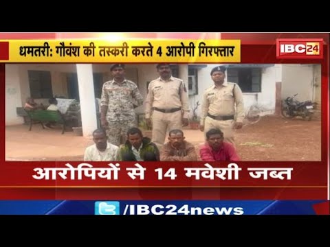 Dhamtari News: गौवंश की तस्करी करते 4 आरोपी गिरफ्तार। Magarlod थाना पुलिस की कार्रवाई। देखिए..