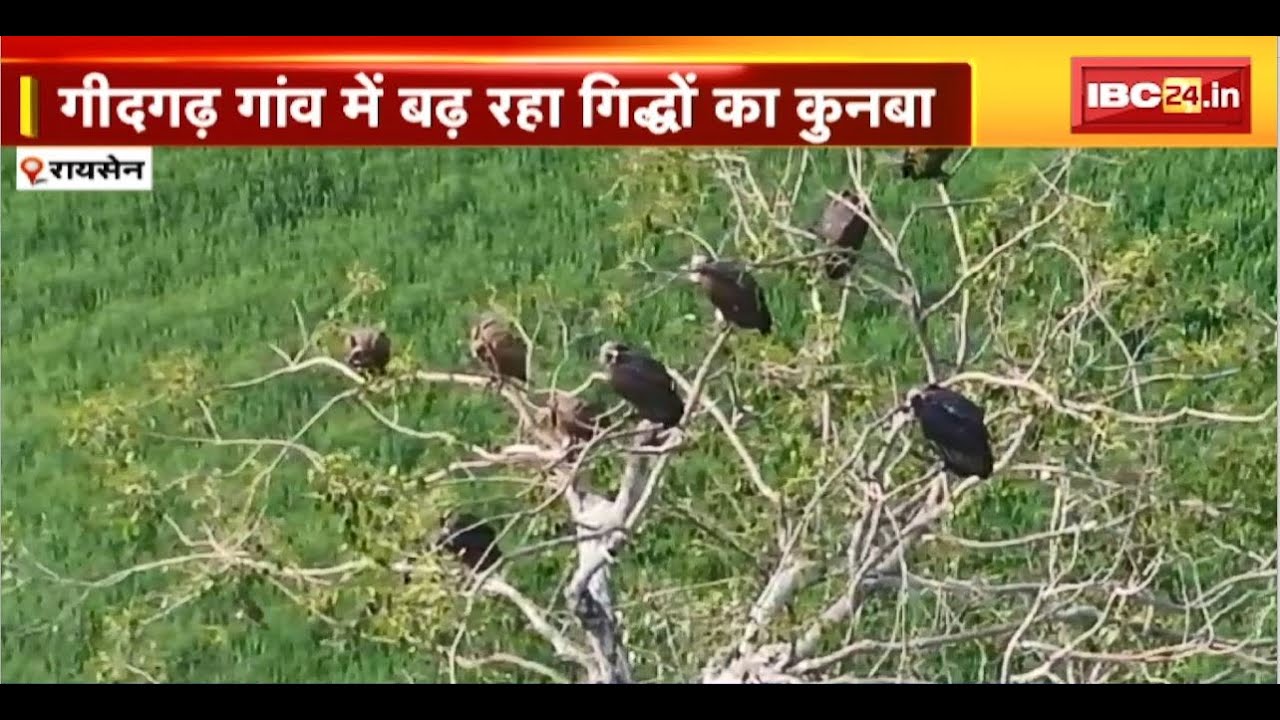 Vulture Census : MP में गिद्धों की गणना का पहला चरण। गीदगढ़ गांव में बढ़ रहा गिद्धों की कुनबा