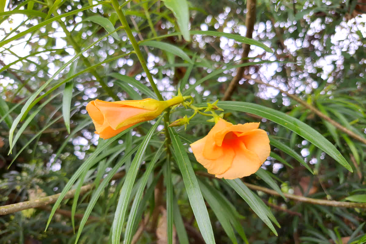 Health Tips: किसी औषधि से कम नहीं ये चमत्कारी पौधा, हार्ट समेत कई बीमारियों के लिए है रामबाण, जानें फायदे…