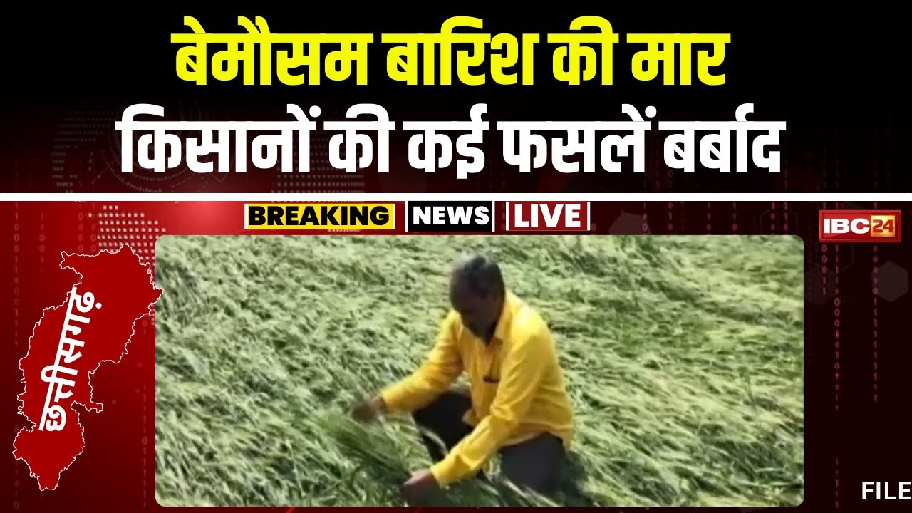 Bilaspur News: बेमौसम बारिश से फसलें बर्बाद। गेंहू, चना और सरसों की फसलों को सबसे ज्यादा नुकसान