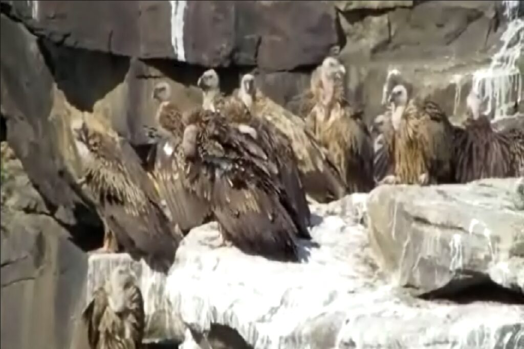 MP NO.1 in Number Of Vultures