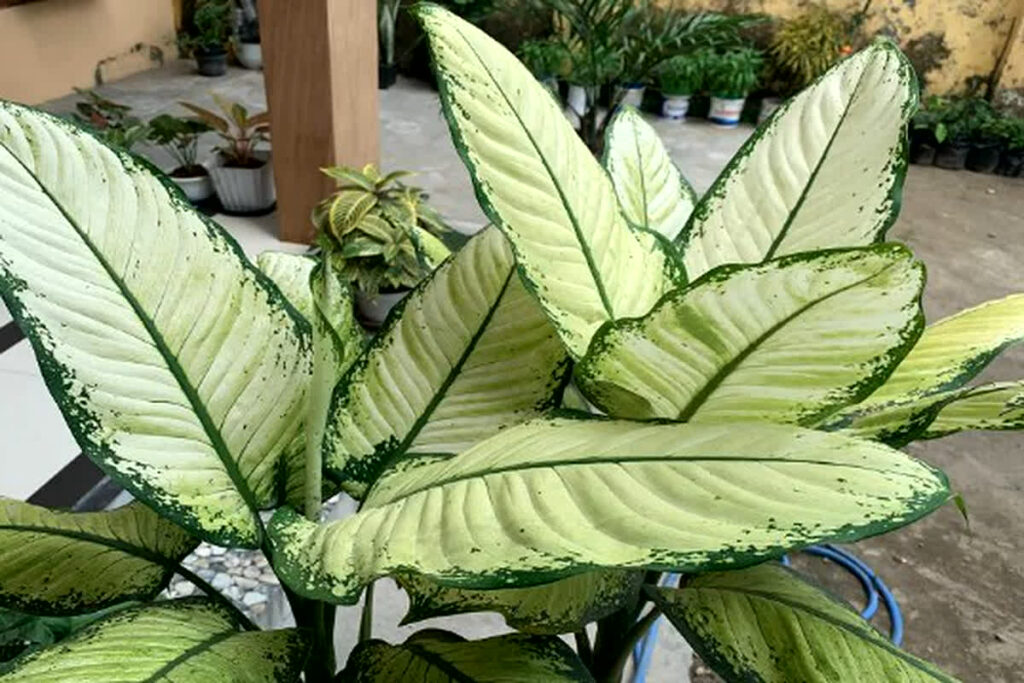 plants are lucky in Feng Shui