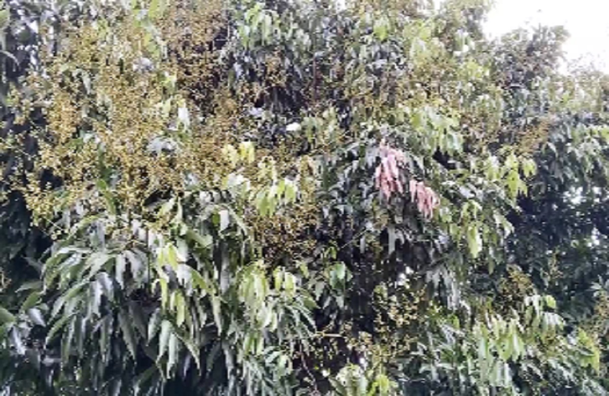 Pathalgaon News: फिर बदला मौसम का मिजाज, ओलावृष्टि से आम और लीची की फसल प्रभावित, किसानों के चेहरे पर छाई मायूसी