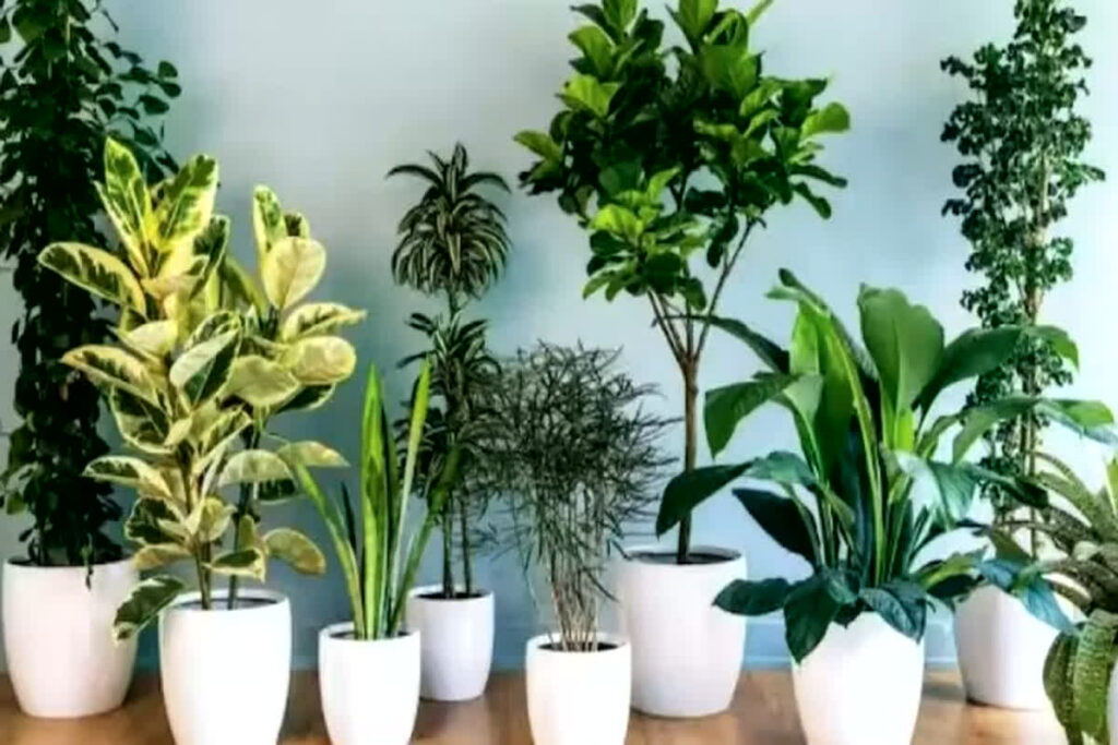These five unlucky plants