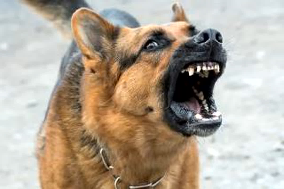 Dogs Terror In Gwalior