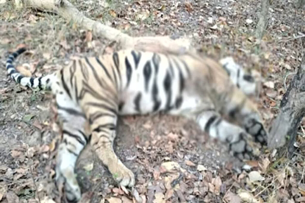 Tiger Dies In Bandhavgarh Tiger Reserve