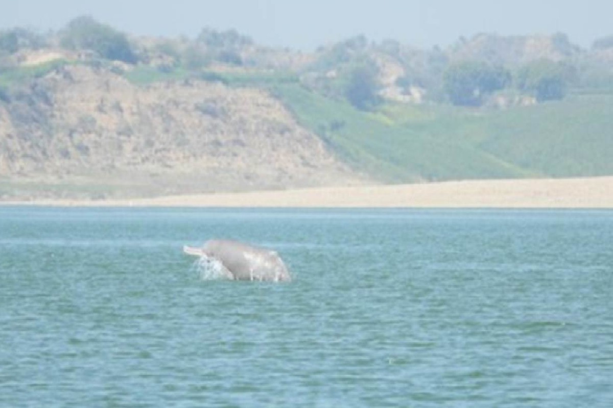 Chambal River : चंबल नदी में मिले कुल 2456 घड़ियाल, विशेषज्ञों की टीम ने की 11 जलीय जीवों की गणना, जानें किसकी कितनी है संख्या
