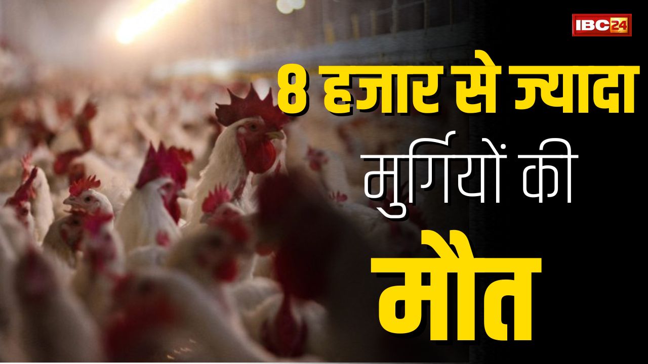 Bird Flu: चिकन खाने वाले सावधान! इस जिले में बर्ड फ्लू का कहर, अबतक 8 हजार से ज्यादा मुर्गियों की मौत