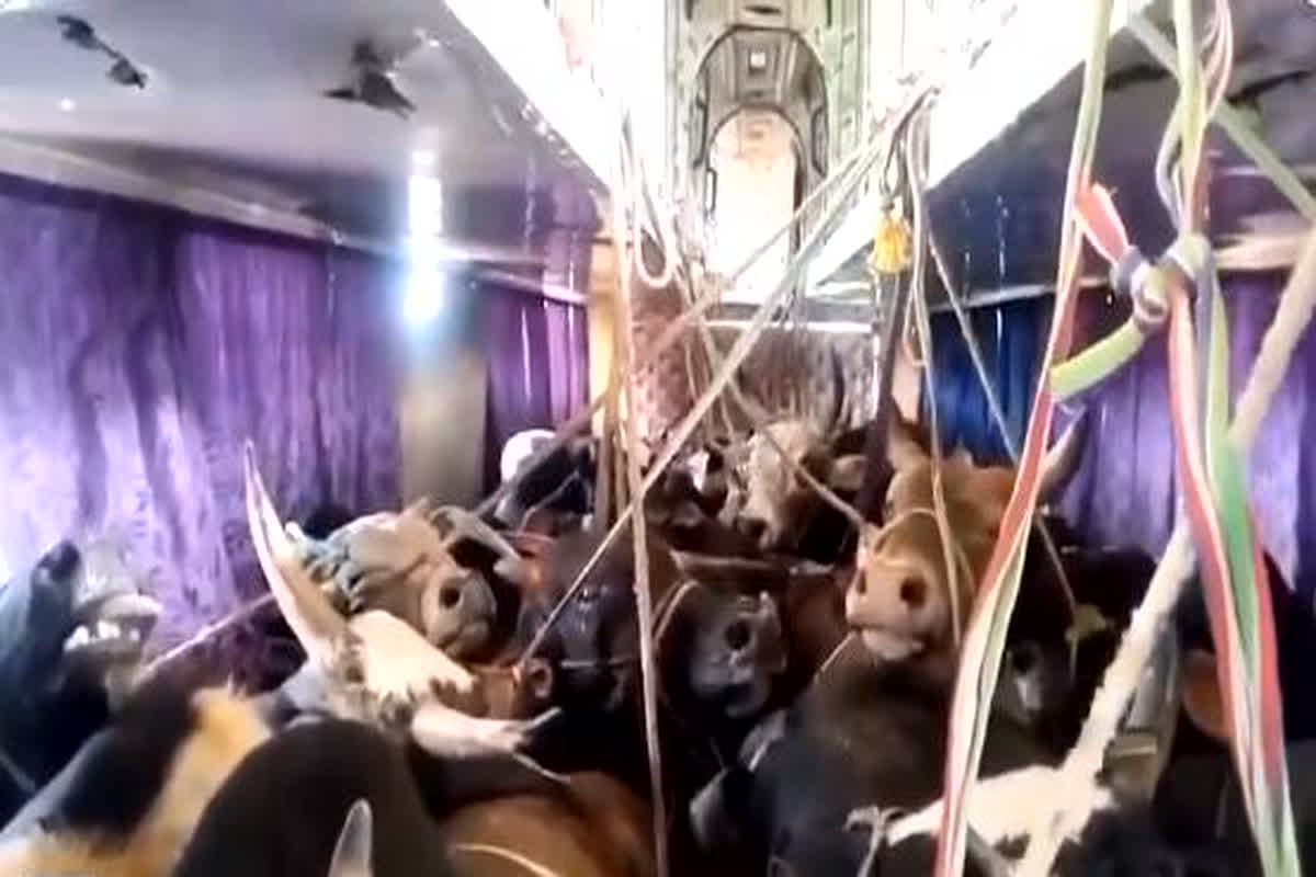 Cows In Luxury Bus : लग्जरी बस में भरी हुई थी गाय, अंदर का नजारा देख चौंके लोग, और फिर…