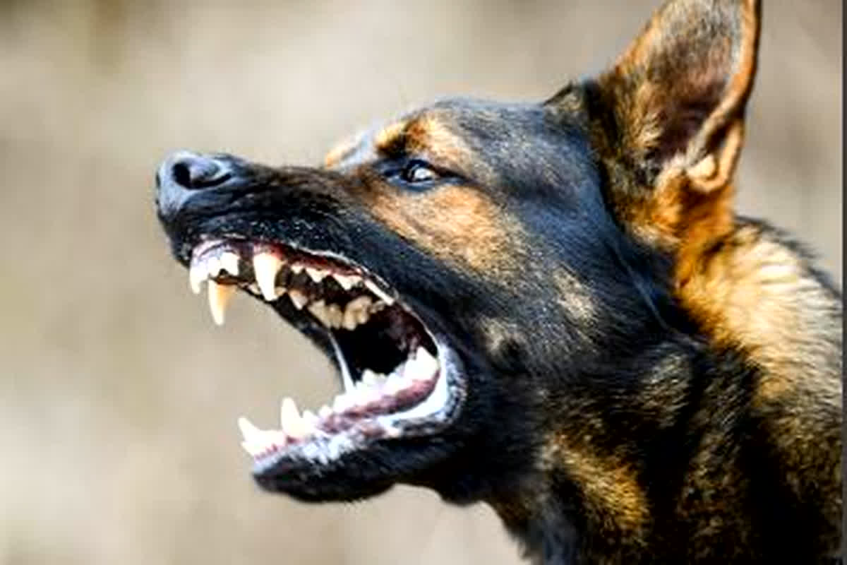 Indore News: कुत्तों का आतंक जारी, बीते दो माह में डॉग बाइट के 9000 मामले आए सामने