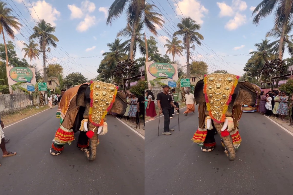Dancing Elephant Viral Video : रजनीकांत का ये गाना सुनते ही थिरकने लगा हाथी, जमकर वायरल हो रहा वीडियो, आप भी देखें..