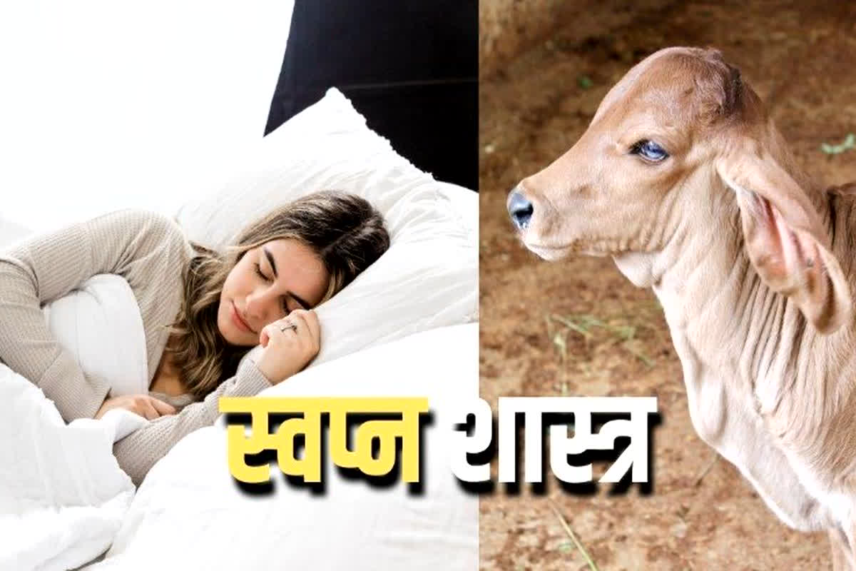 Swapna Shastra: सपने में इन 5 तरीकों से गाय का नजर आना होता है शुभ, घर में आती हैं ढेरों खुशियां…