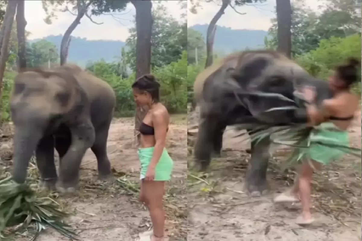 Elephant and Girl Viral Video