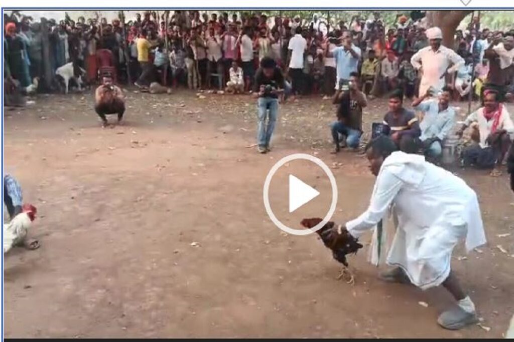 kawasi Lakhma cock fighting video