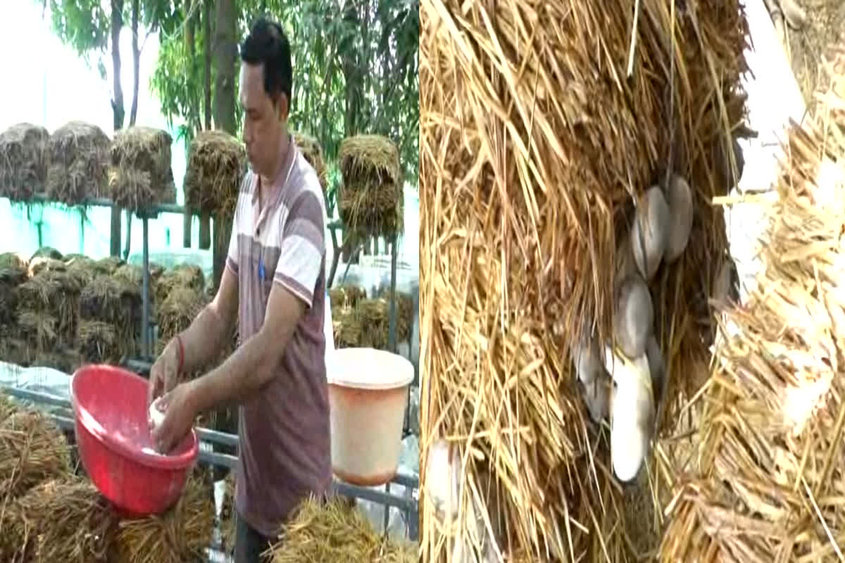 Paira Mushroom: आम पेड़ के नीचे इस नई तकनीक से उगाया जा रहा पैरा मशरूम, किसानों को हो रहा दोगुना मुनाफा…